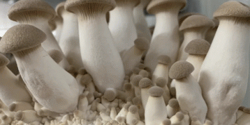 China’s Mushroom Industry Soars: Insights from the International Mushroom Days 2024