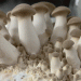 China’s Mushroom Industry Soars: Insights from the International Mushroom Days 2024
