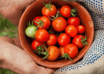 Join the Local Food Revolution: REWE’s Loql Platform Connects Farmers and Producers with Markets