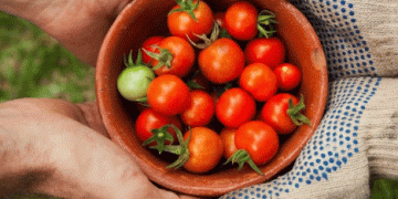Join the Local Food Revolution: REWE’s Loql Platform Connects Farmers and Producers with Markets