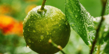 Peru’s Citrus Boom: Lime and Lemon Exports Set to Soar in 2024