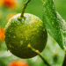 Peru’s Citrus Boom: Lime and Lemon Exports Set to Soar in 2024