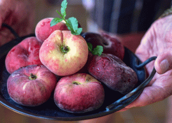 Early Harvest of Paraguayan Fruits in Rincón de Soto Promises High Yields and Superior Quality