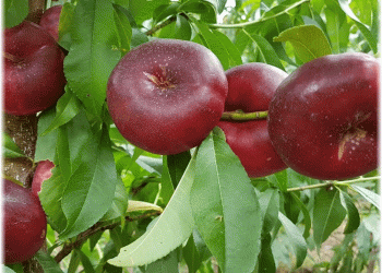 Ondine Flat Nectarines: The Premium Fruit Revolutionizing the German Market