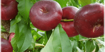 Ondine Flat Nectarines: The Premium Fruit Revolutionizing the German Market