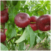 Ondine Flat Nectarines: The Premium Fruit Revolutionizing the German Market