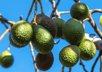 New EU-Funded Project Promotes Sustainable Avocado Production in Costa Rica and Colombia