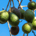 New EU-Funded Project Promotes Sustainable Avocado Production in Costa Rica and Colombia
