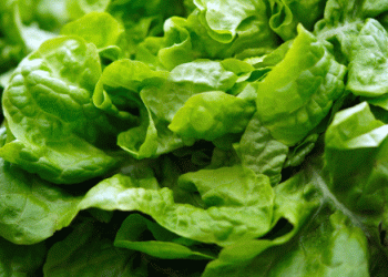 Price Fluctuations in the European Lettuce Market: Insights from Germany and the Netherlands