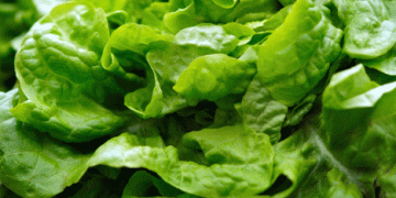 Price Fluctuations in the European Lettuce Market: Insights from Germany and the Netherlands