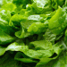 Price Fluctuations in the European Lettuce Market: Insights from Germany and the Netherlands