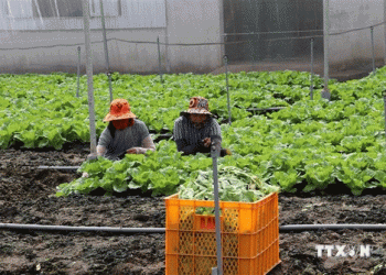 Innovative Agricultural Practices in Chau Thanh: Boosting Productivity and Sustainability