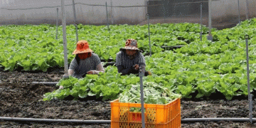 Innovative Agricultural Practices in Chau Thanh: Boosting Productivity and Sustainability