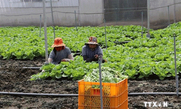 Innovative Agricultural Practices in Chau Thanh: Boosting Productivity and Sustainability