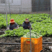 Innovative Agricultural Practices in Chau Thanh: Boosting Productivity and Sustainability