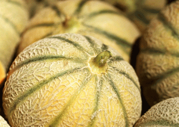 Murcia’s Melon and Watermelon Season Promises Record Production and Quality