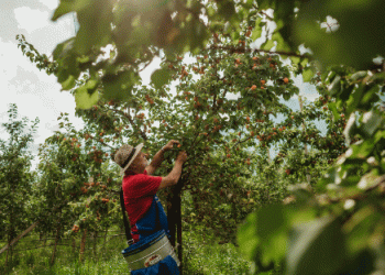 Vinschgau Apricot Harvest Faces Challenges: Weather Woes Impact Yields