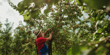 Vinschgau Apricot Harvest Faces Challenges: Weather Woes Impact Yields