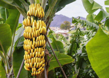 Decline in Ecuadorian Banana Exports Amid Market Shifts