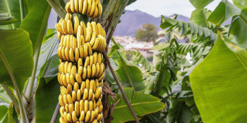 Decline in Ecuadorian Banana Exports Amid Market Shifts