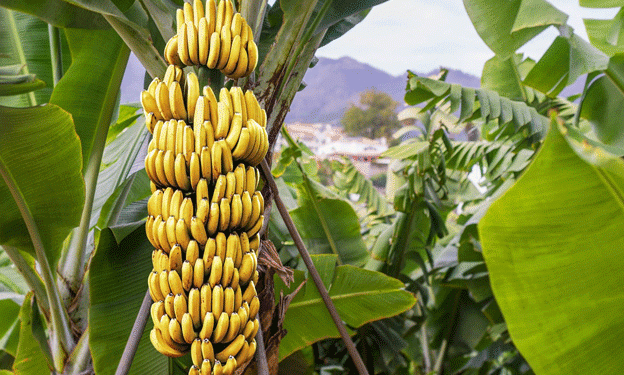 Decline in Ecuadorian Banana Exports Amid Market Shifts