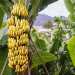 Decline in Ecuadorian Banana Exports Amid Market Shifts