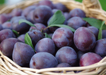 Record-Breaking Season for Chilean Stone Fruit Exports Despite Challenges