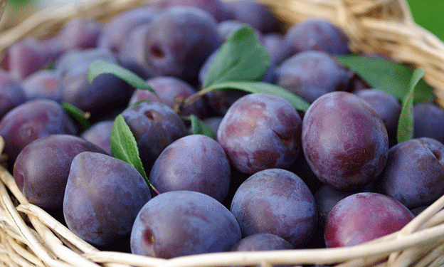 Record-Breaking Season for Chilean Stone Fruit Exports Despite Challenges