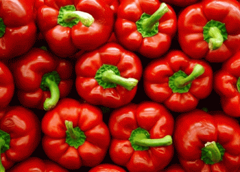 Almería’s Pepper Production Declines While Market Value Reaches Historic High