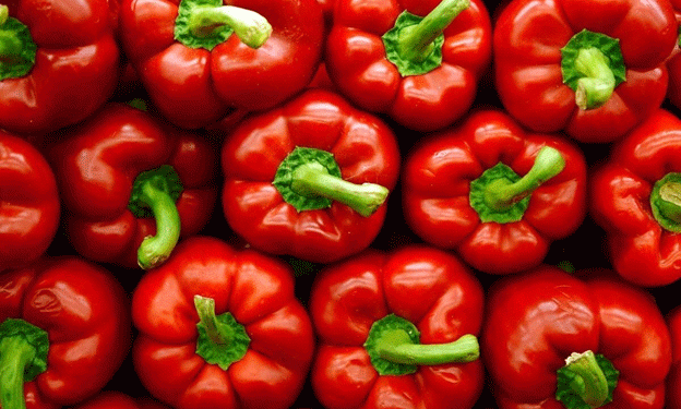 Almería’s Pepper Production Declines While Market Value Reaches Historic High