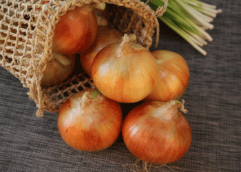 Dutch Onion Exports Fall by Over 7%: Trends, Challenges, and Opportunities for 2024