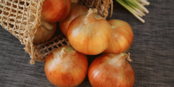 Dutch Onion Exports Fall by Over 7%: Trends, Challenges, and Opportunities for 2024