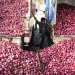 India Targets 27% Increase in Kharif Onion Acreage Amid Rising Prices