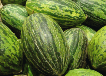 Spain’s Melon and Watermelon Production: A Summer Supply Guarantee