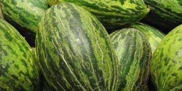 Spain’s Melon and Watermelon Production: A Summer Supply Guarantee