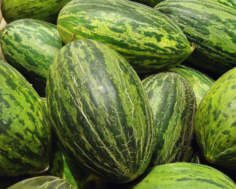 Spain’s Melon and Watermelon Production: A Summer Supply Guarantee