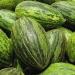 Spain’s Melon and Watermelon Production: A Summer Supply Guarantee