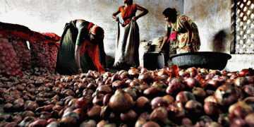 Government Increases Onion Procurement Prices by 74% in Maharashtra Ahead of State Elections