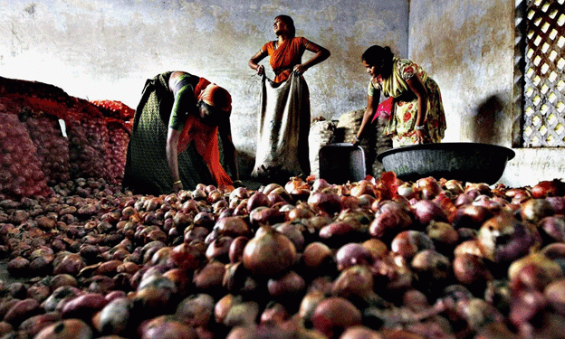 Government Increases Onion Procurement Prices by 74% in Maharashtra Ahead of State Elections