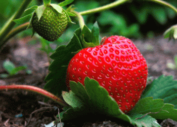 Swiss Strawberry Harvest Faces Challenges: How Wet Weather is Impacting Yields