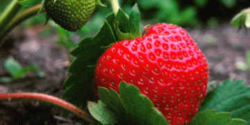 Swiss Strawberry Harvest Faces Challenges: How Wet Weather is Impacting Yields