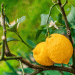 ASAJA Alicante Demands Emergency Plan to Combat “Worst Lemon Campaign in History