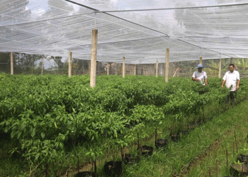 Trà Vinh Province Vegetable Farmers Thrive Amid High Demand and Prices