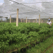 Trà Vinh Province Vegetable Farmers Thrive Amid High Demand and Prices