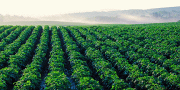 Irrigation in Baden-Württemberg Farms Now Equivalent to 8,600 Olympic Swimming Pools