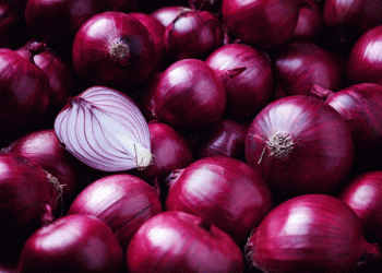Surge in Peruvian Onion Exports: A Boon for the Agricultural Sector