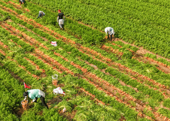 Bumper Carrot Harvest in Laixi: A Model of Agricultural Success
