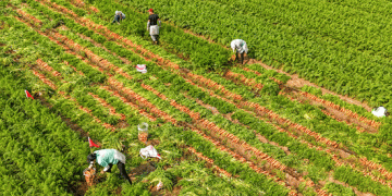 Bumper Carrot Harvest in Laixi: A Model of Agricultural Success