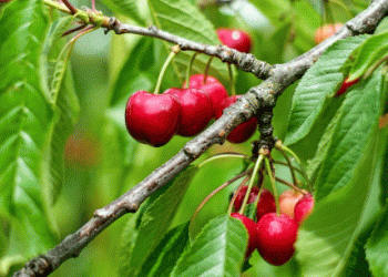 Bavaria’s 2024 Cherry Harvest Expected to be Severely Below Average