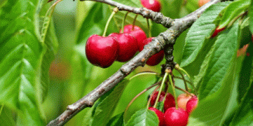 Bavaria’s 2024 Cherry Harvest Expected to be Severely Below Average